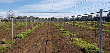 taglio piantine 2 1