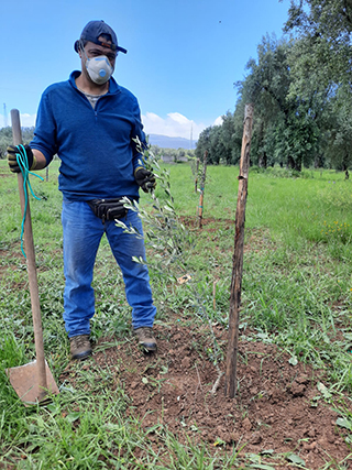 Piantumazione alberi di olivo