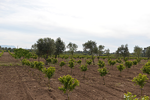 campo di clementine